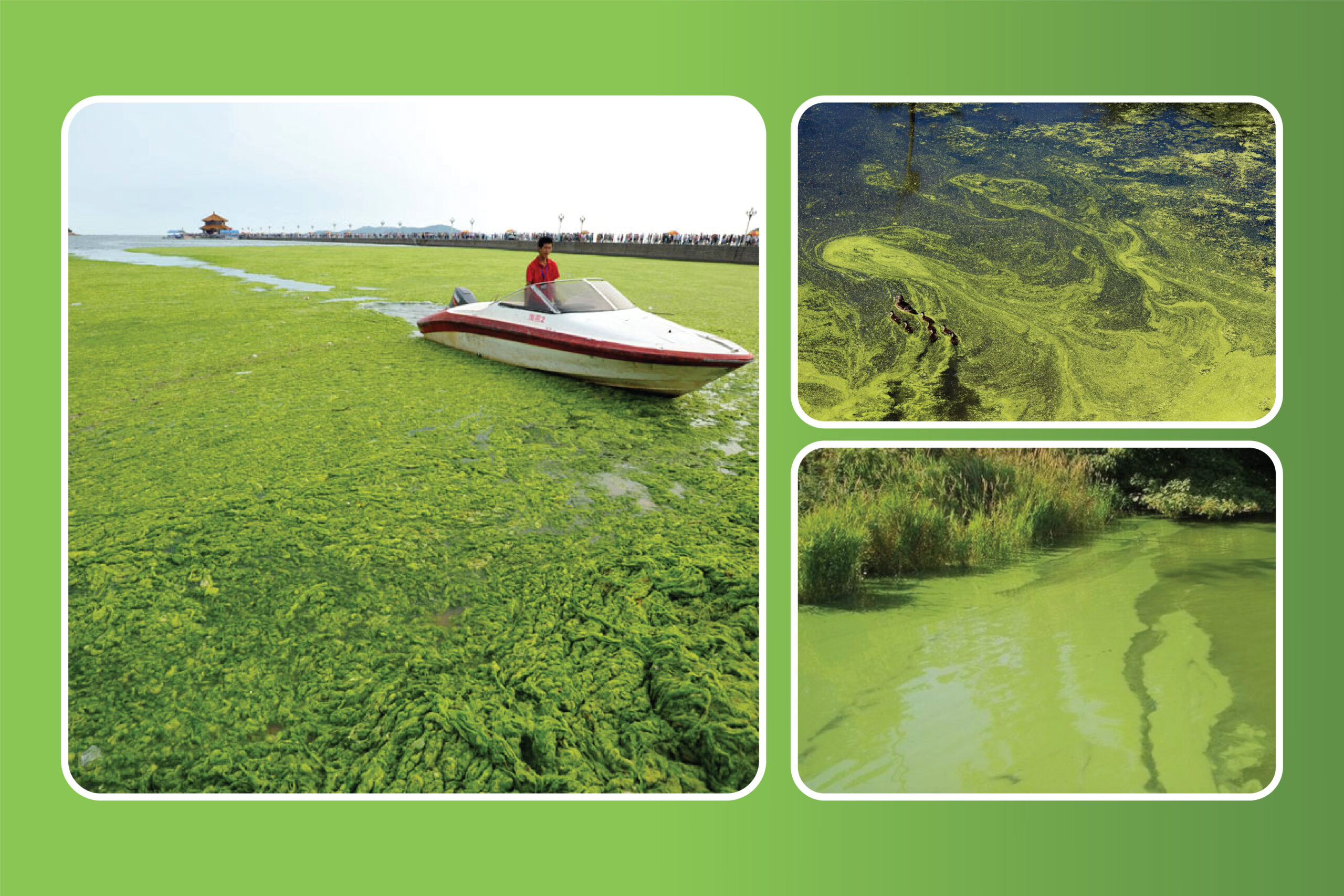 Eutrofikasi dan Blooming Algae: Dampak Negatif pada Lingkungan dan Kesehatan Manusia