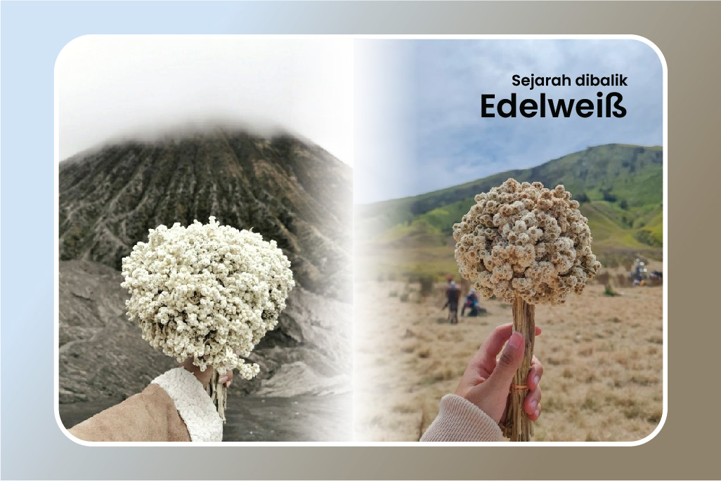 Menelusuri Sejarah dan Makna di Balik Bunga Edelweis