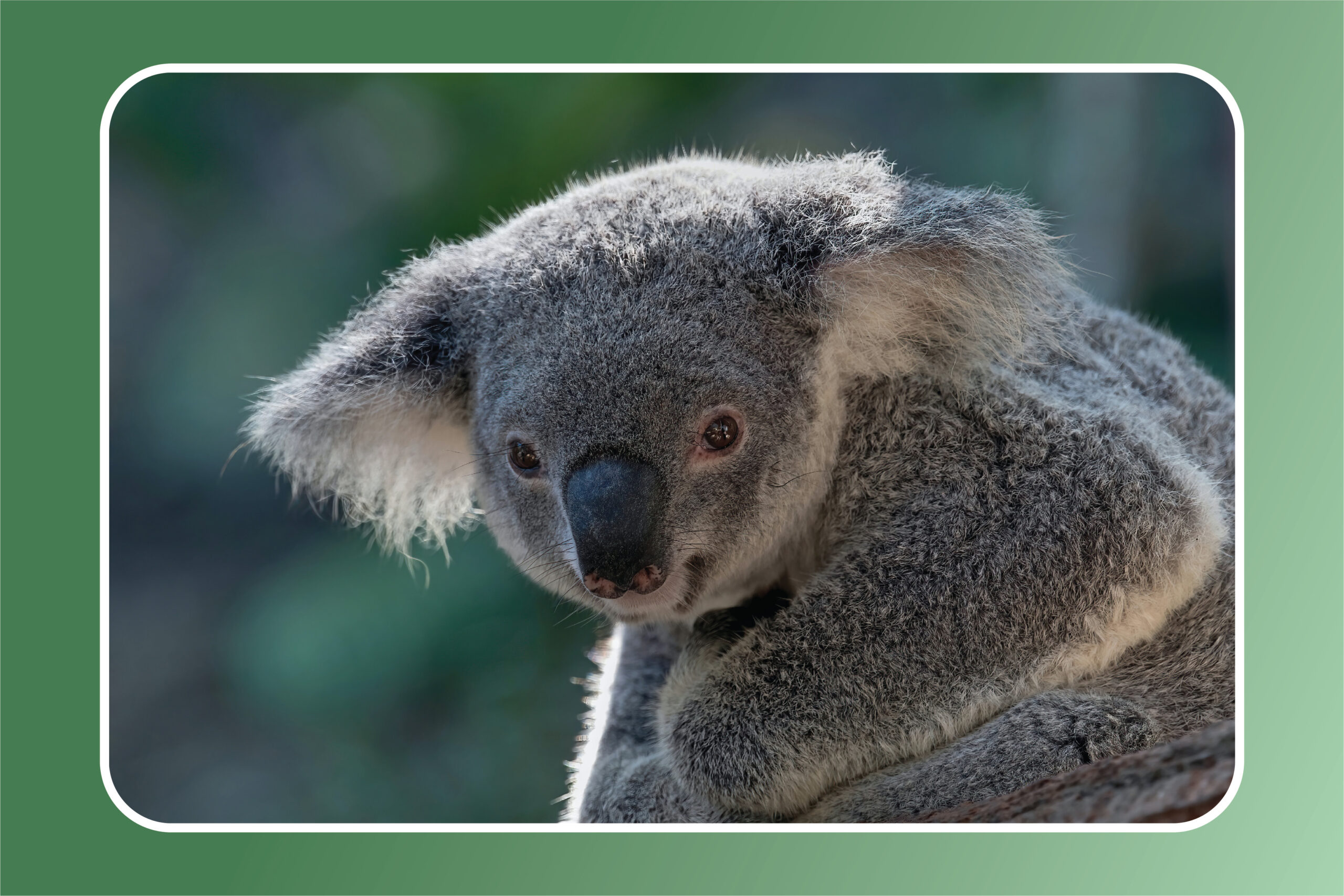 Mengenal Koala Hewan Lucu Dari Australia