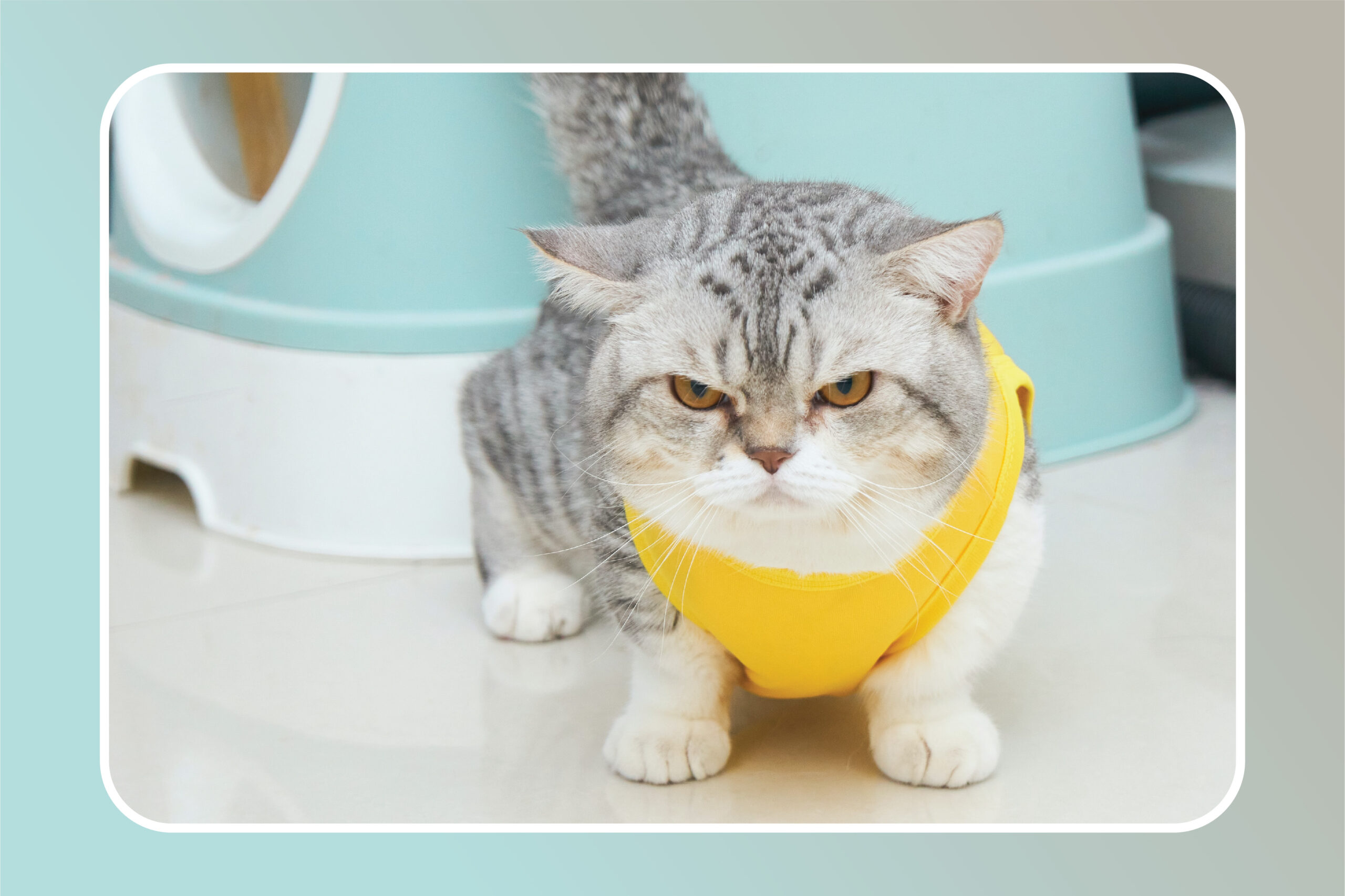 Kucing Munchkin : Si Kaki Pendek yang Imut