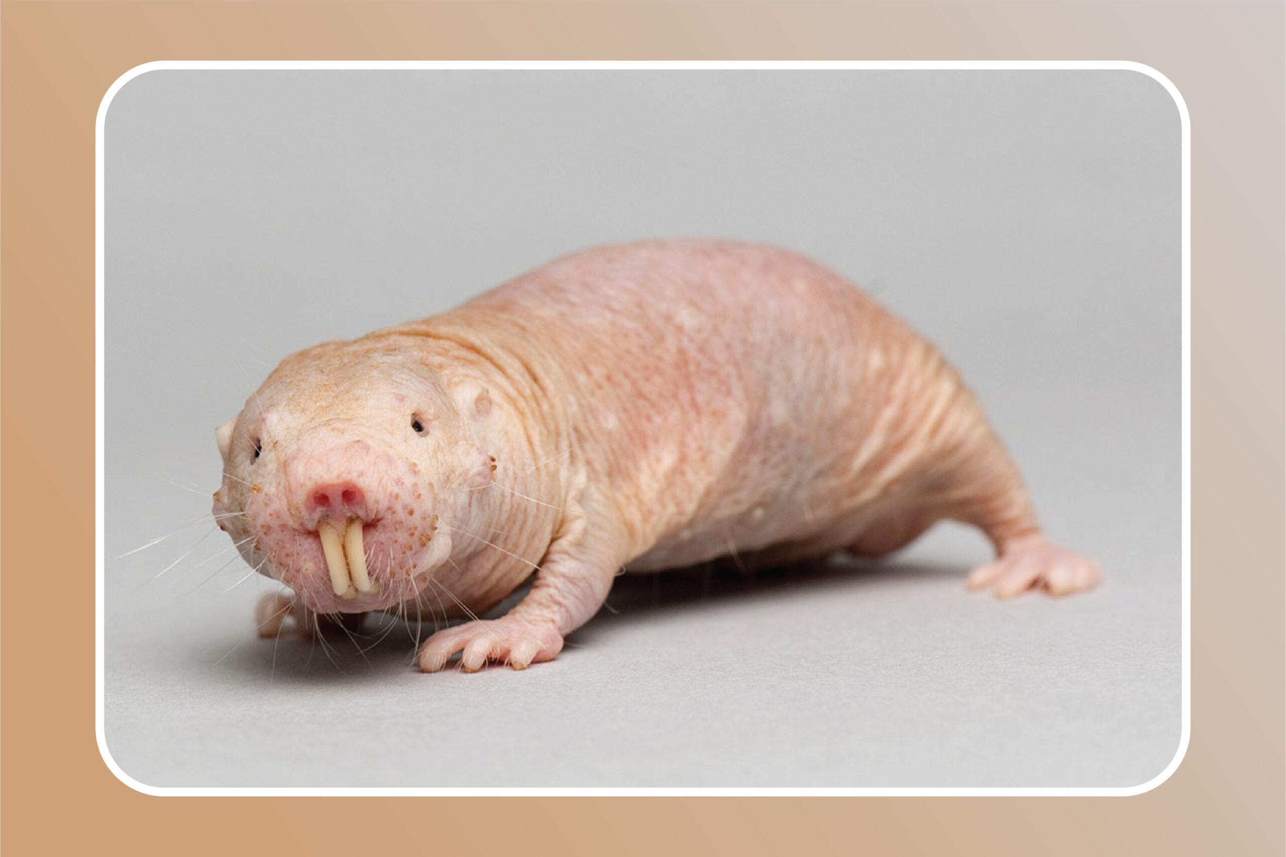 Naked Mole-Rat: Hewan dengan Wajah Aneh