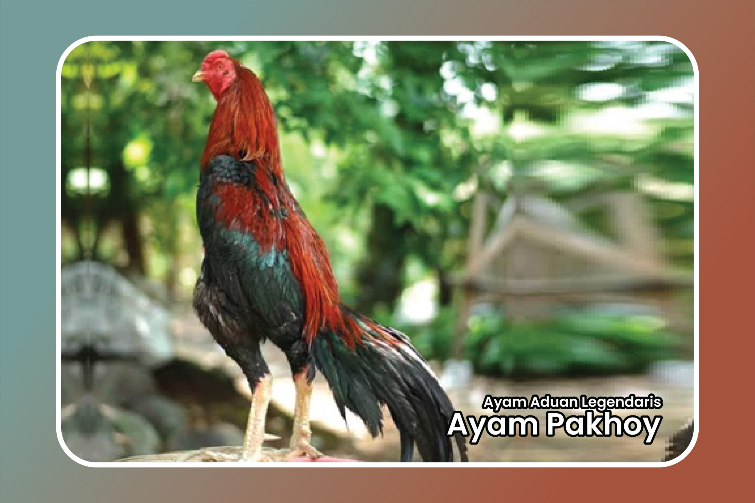 Ayam Pakhoy: Ayam Aduan Legendaris di Indonesia