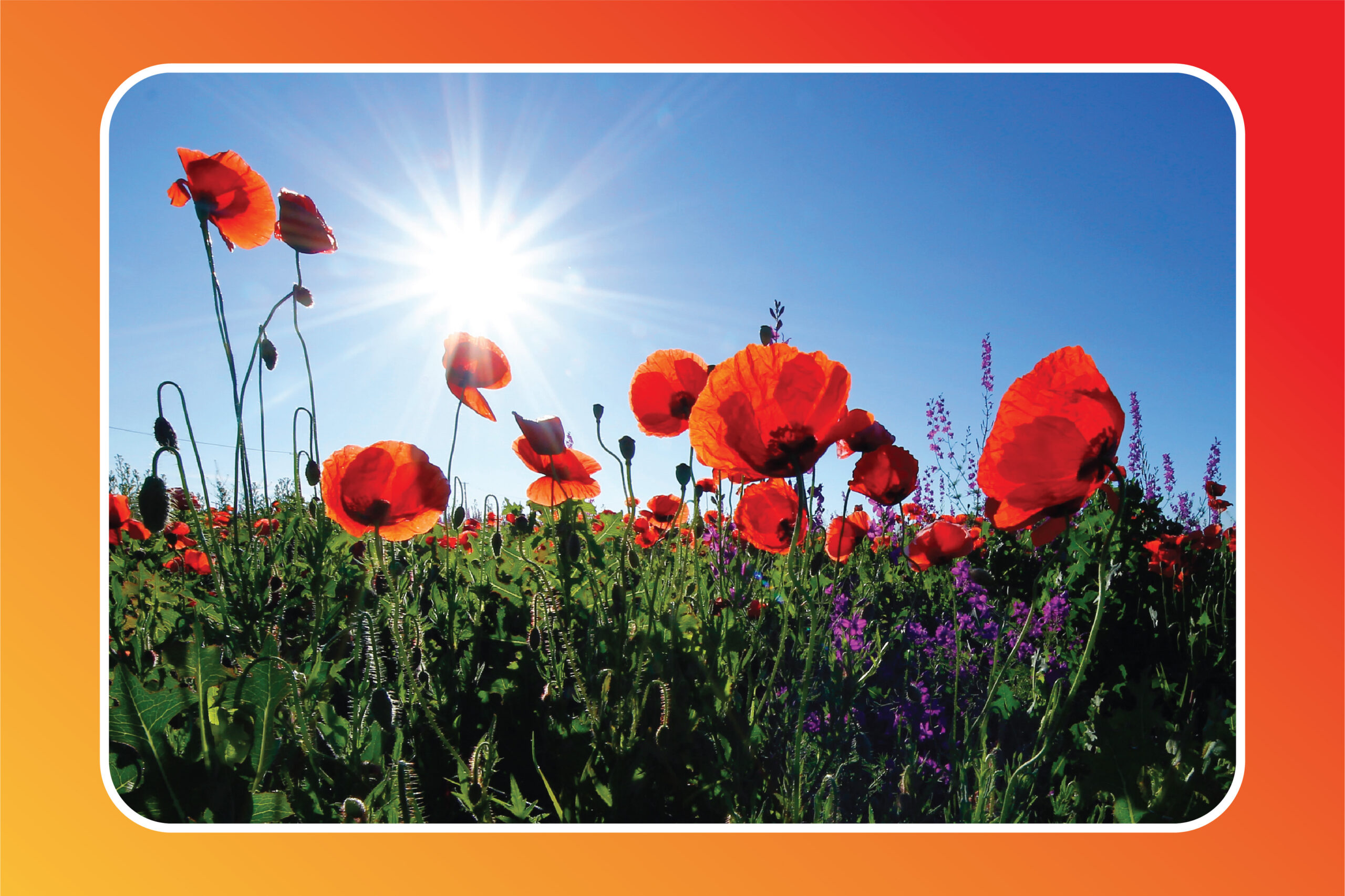 Sejarah di Balik Bunga Poppy: Simbol Penghormatan Para Prajurit yang Gugur dalam Perang