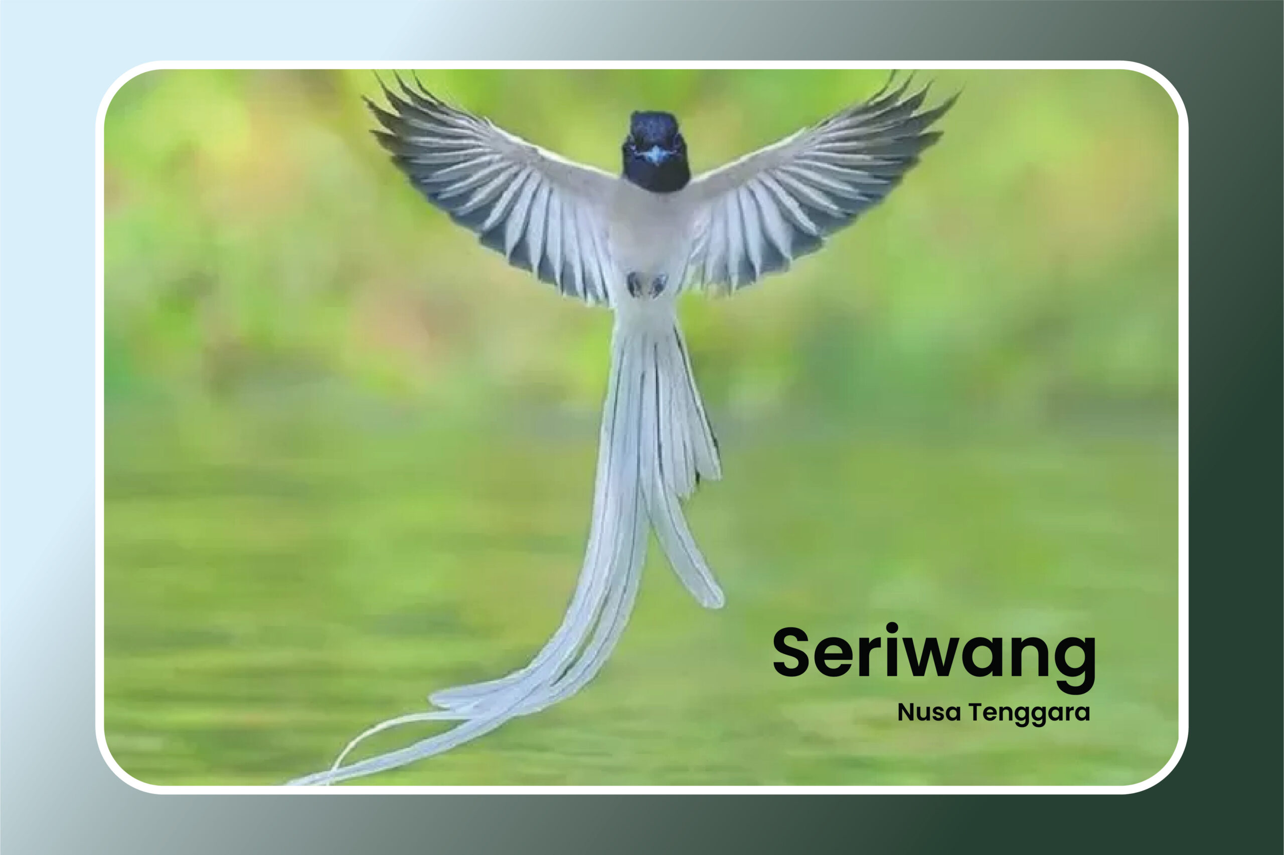 Keunikan perilaku Burung Seriwang Nusa Tenggara yang Mengagumkan