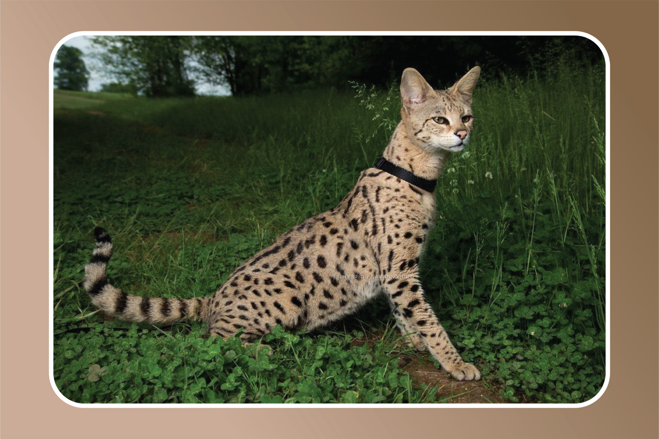 Kucing Savannah: Perpaduan Antara Keanggunan Serval dan Kelembutan Kucing Domestik