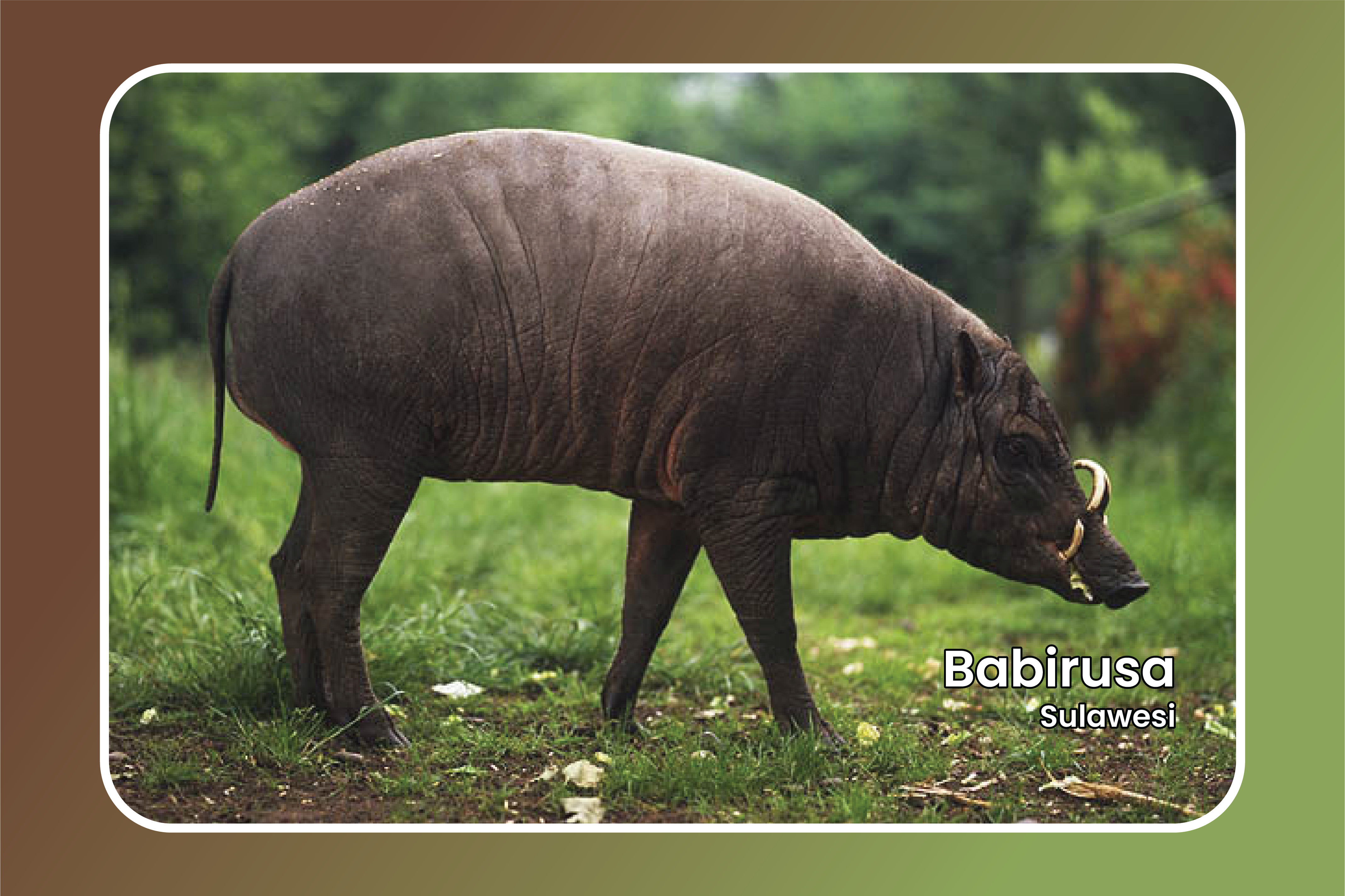 Babi Rusa, Hewan Sakral dengan Mitologi yang Kuat di Sulawesi