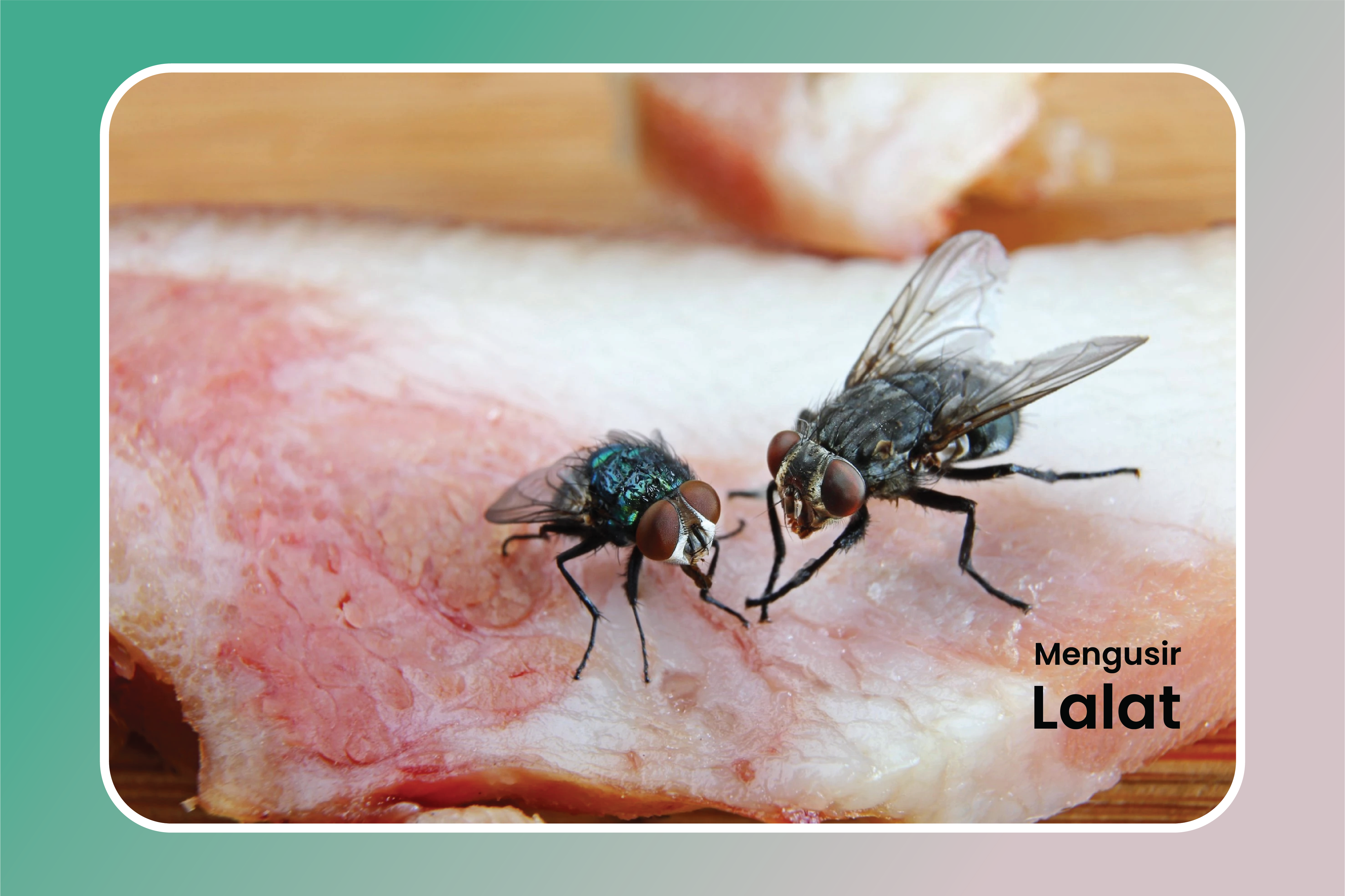 Jauhi Bahaya Bahan Kimia, Berikut Cara Efektif Mengusir Lalat Secara Alami