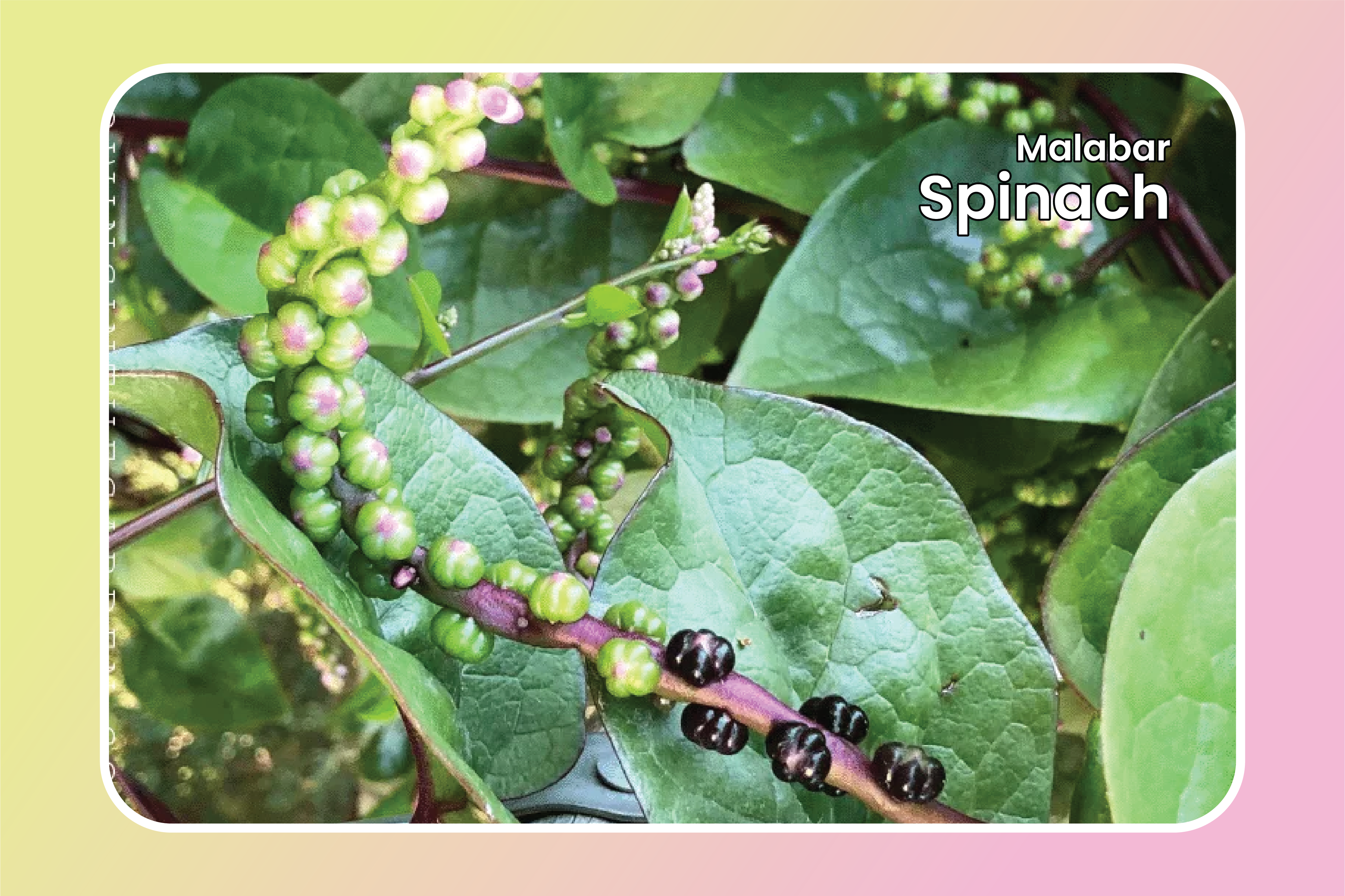 Manfaat Kesehatan yang Luar Biasa dari Pohon Angkung atau Malabar Spinach