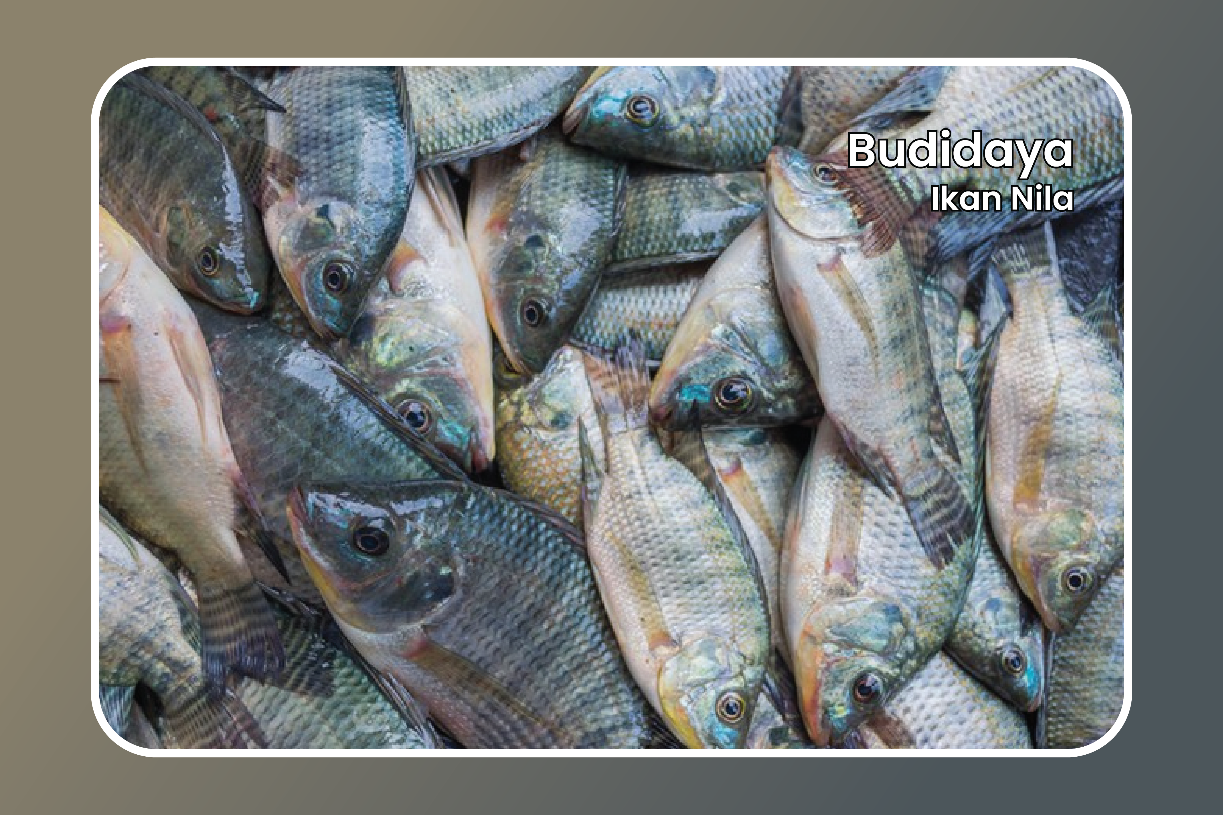 Cara Budidaya Ikan Nila : Pengelolaan Benih hingga Masa Panen