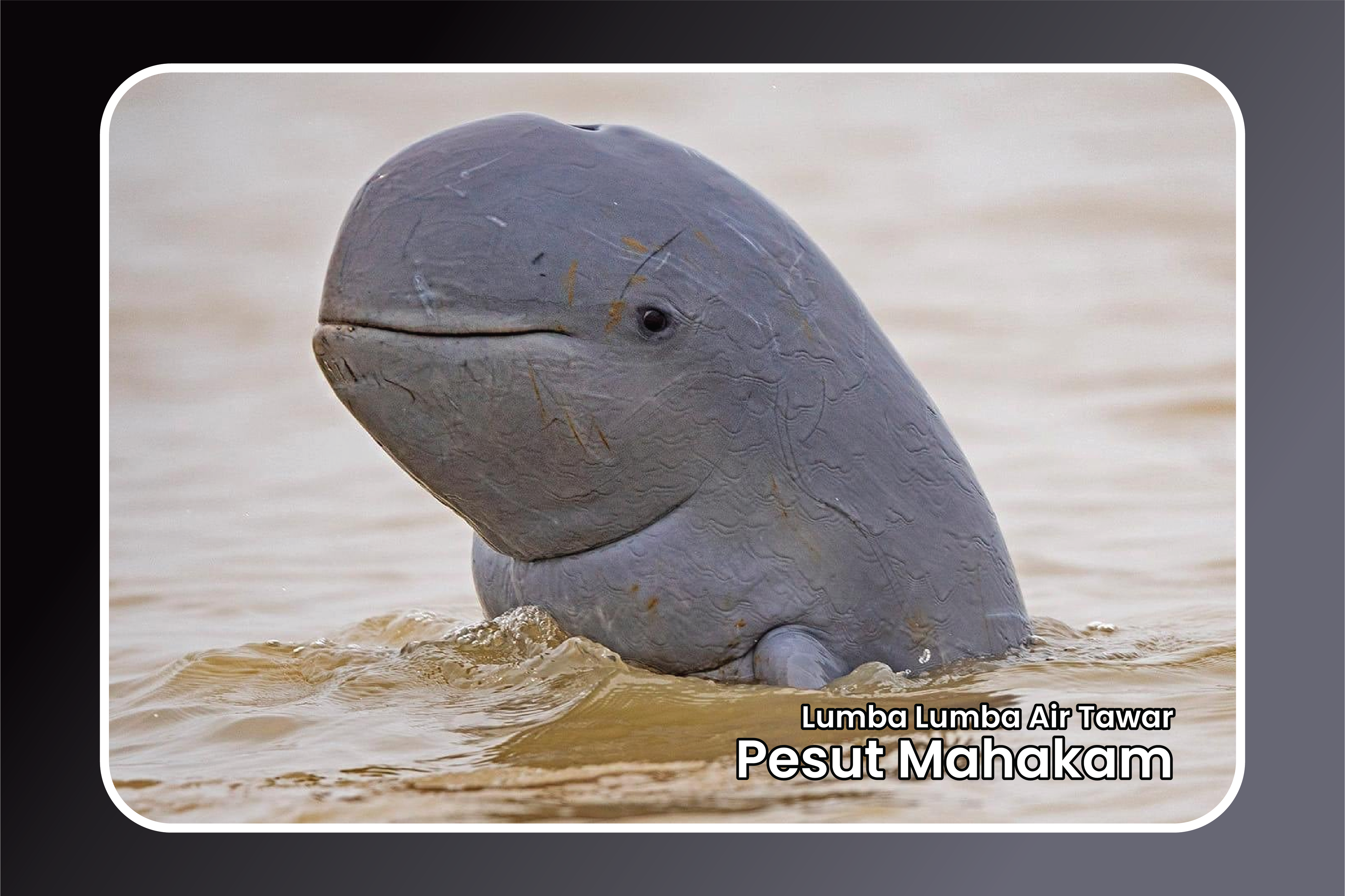 Pesut Mahakam : Lumba-lumba Air Tawar asal Kalimantan